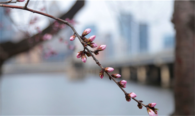 新華VR與您一起賞春風(fēng)觀桃花